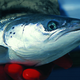 Image: USFWS